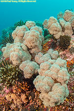 soft coral